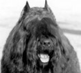/album/ra%c3%a7as%20de%20cachorros%20%2c%20%28%3a/boiadeiro-de-flandres-3-jpg/